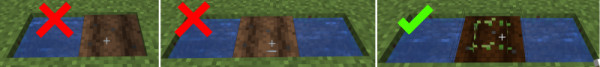 Place two water blocks next to the dirt and wait for it to hydrate before planting rice