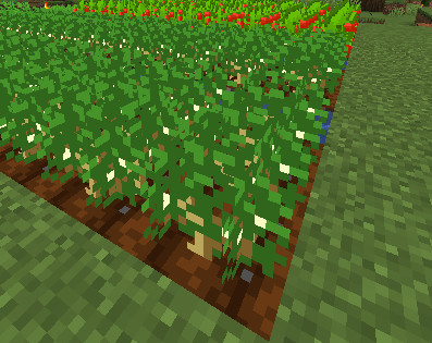 Tea seeds drop from grass in the same way as the vanilla seeds.